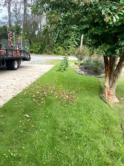 Early Bird Lawn & Construction's other services