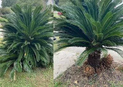 Garden Landscaping