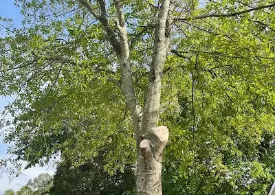 Landscaping Services