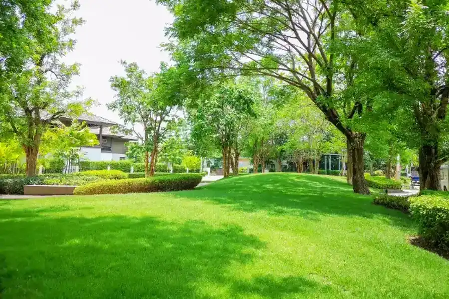 Common Lawn Issues And How Proper Maintenance Resolves Them West Columbia, SC