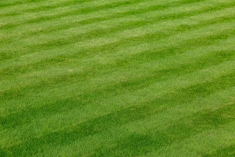 Essential Tips For Choosing A Reliable Lawn Care Service West Columbia, SC