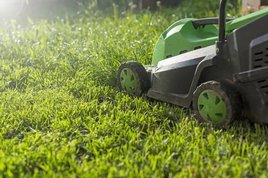 How Professional Lawn Cutting Prevents Weed Growth in West Columbia, SC