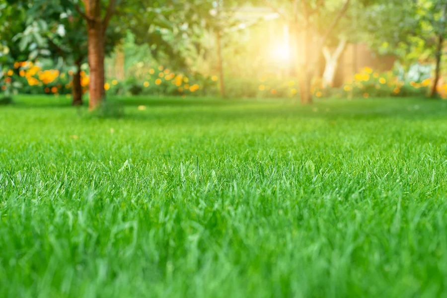 How To Achieve A Perfectly Manicured Lawn With Expert Help West Columbia, SC